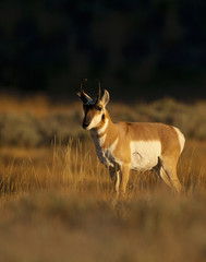 Pronghorn before the storm