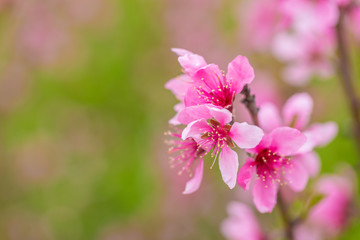 Open peach blossoms in spring, outdoors
