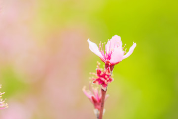 Open peach blossoms in spring, outdoors