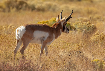 Pronghorn antelope walk off