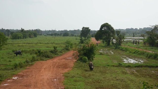 Rural Village Road Surrounding Paddy field with Buffaloes
