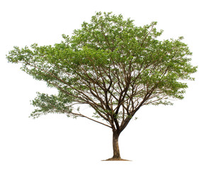Obraz premium tree isolated on white background with clipping paths
