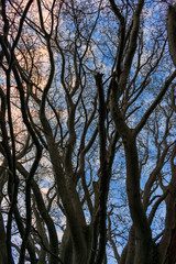 Tree branches silhouetted against a blue sky