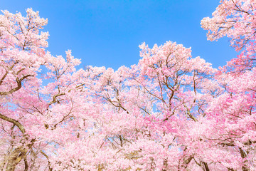 ピンクの桜の花（高遠桜）