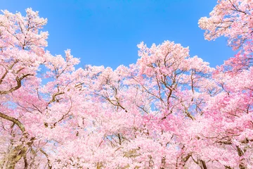 Deurstickers ピンクの桜の花（高遠桜） © JP trip landscape DL