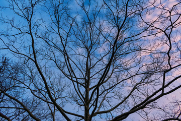 Tree branches silhouetted against a blue sky