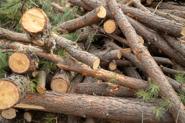 Deforestation site, indiscriminately cut trees
