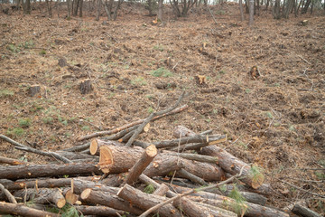 Deforestation site, indiscriminately cut trees