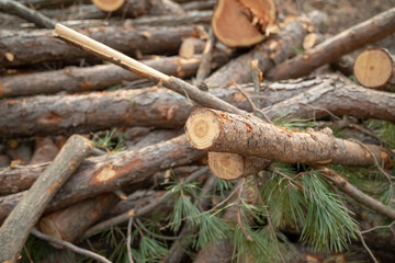 Fototapeta premium Deforestation site, indiscriminately cut trees