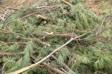 Deforestation site, indiscriminately cut trees