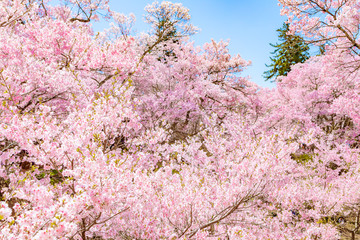 ピンクの桜の花（高遠桜）