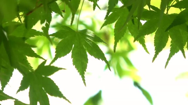 Green Japanese maple leaves waving in wind, kaede