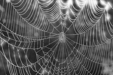 Spider web in rain