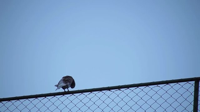 Pomba na cerca, telhado, c&eacute;u azul