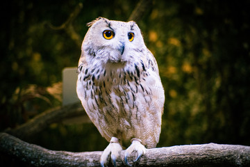 Jungle Owls