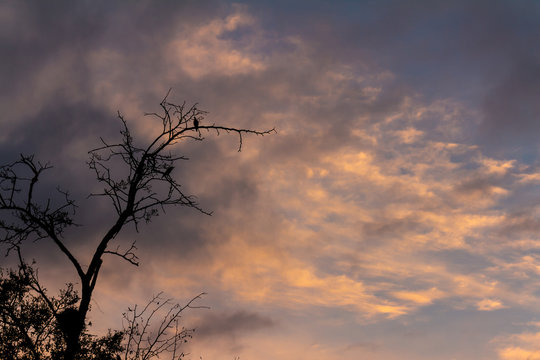 Two pigeons standing on a dry tree during sunset. Cloudy sky had of golds.