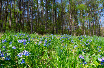 Purple wildflowers