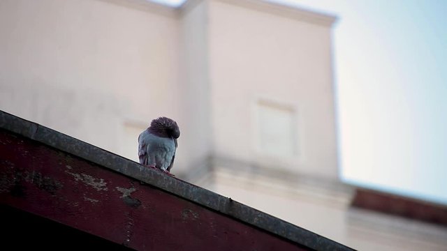 Pomba na cerca, telhado, c&eacute;u azul