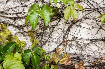 background of parthenocissus tricuspidata