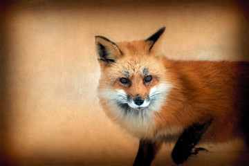 Fototapeta premium Portrait of red fox
