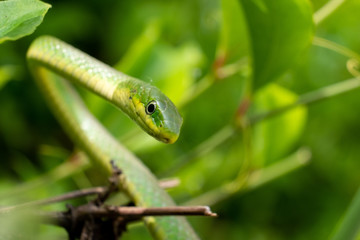 Rough green snake in the bushes at Yates Mill County Park in Raleigh, North Carolina