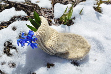 Bouquet of first spring blue flowers bluebell or scilla with green leaves blooming in warm white mittens on melting snow in meadow with grass. Top view