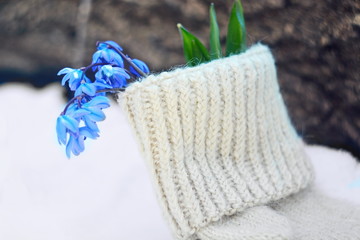 Bouquet of first spring blue flowers scilla or bluebell with green leaves blooming in woolen warm...