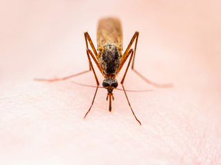Encephalitis, Yellow Fever Disease, Malaria or Zika Virus Infected Culex Molestus Mosquito Parasite Insect on Skin Macro