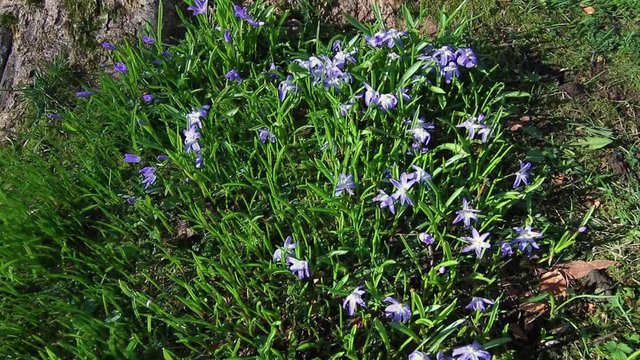Flowers in Christie park in Bergen, Norway.