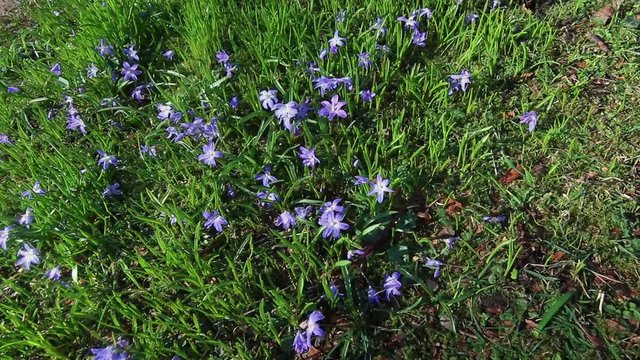 Flowers in Christie park in Bergen, Norway.