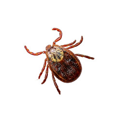 Encephalitis Virus or Lyme Borreliosis Disease or Monkey Fever Infectious Dermacentor Dog Tick Arachnid Parasite Insect Macro Isolated on White Background