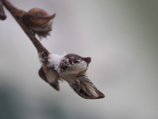 Верба, Ива весной под снегом крупным планом