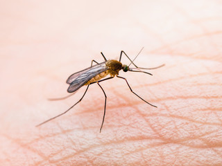Encephalitis, Yellow Fever Disease, Malaria or Zika Virus Infected Culex Molestus Mosquito Parasite Insect on Skin Macro