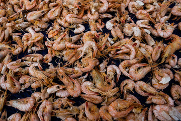 dried shrimp with the sunlight