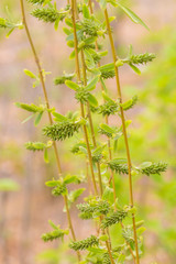 Young leaves of willow twigs, spring sunshine