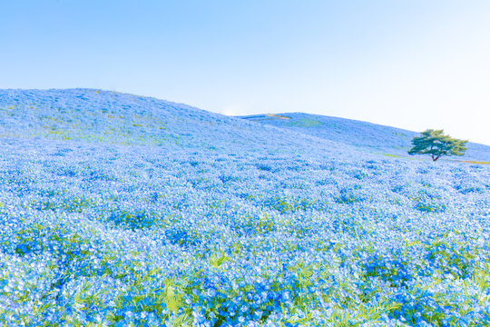 172 565 件の最適な 花畑 画像 ストック写真 ベクター Adobe Stock