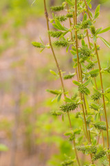 Young leaves of willow twigs, spring sunshine