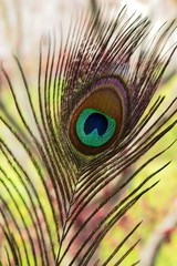 Peacock feather with bokeh background