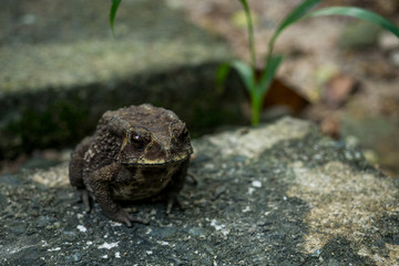 Common Toad on stone in the garden