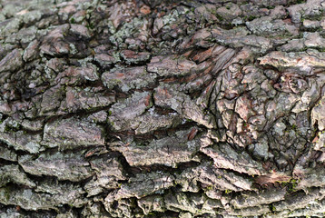 textura de fondo de corteza de árbol antiguo