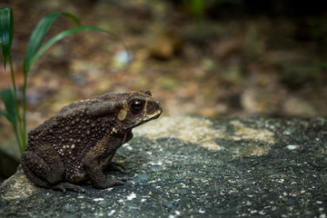 Common Toad on stone in the garden