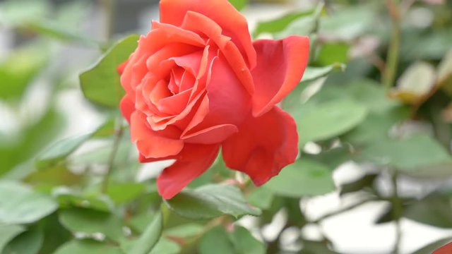Beautiful red rose sway in wind, full blossom, close up view, slow motion movie.