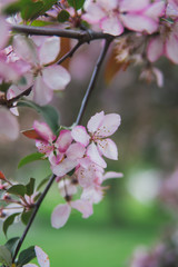 Fototapeta premium Beautiful cherry blossom