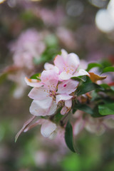 Fototapeta premium Cherry blossom