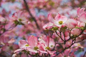 Beautiful pink cherry blossom flowers