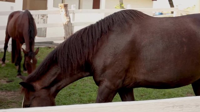 Cavalos em est&aacute;bulo, cercas brancas e grama verde