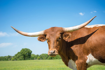 Closeup portrait of Texas longhorn on spring pasture. Blue sky background with copy space.