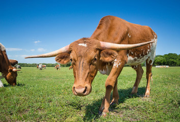 Texas longhorn cattle grazing on spring pasture. Blue sky background.