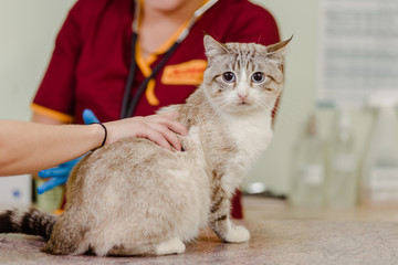Cute domestic cat having treatment in vet clinic