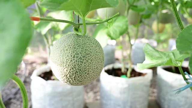 Fresh melon on tree in Organic Farm,4K footage